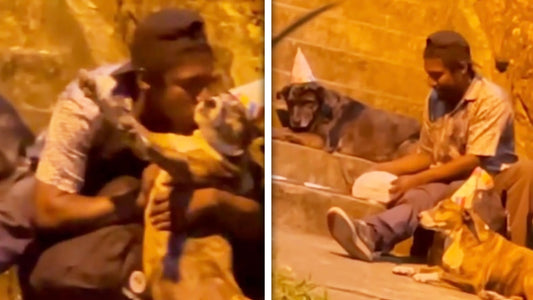 Homeless man photographed throwing birthday party for his dogs